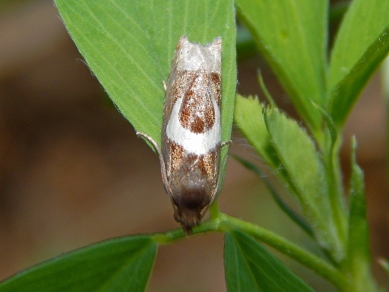 Lepidotteri da ID